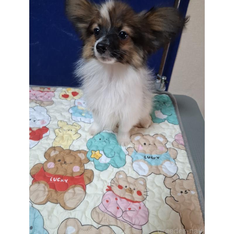 販売中の愛媛県のパピヨン-412222の10枚目