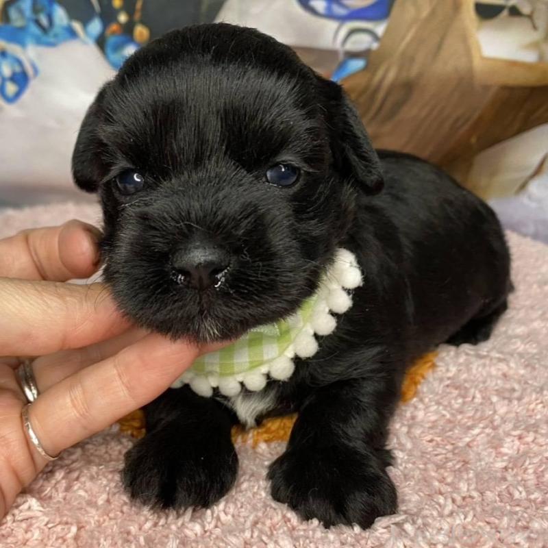 成約済の神奈川県のミックス犬-426524の8枚目