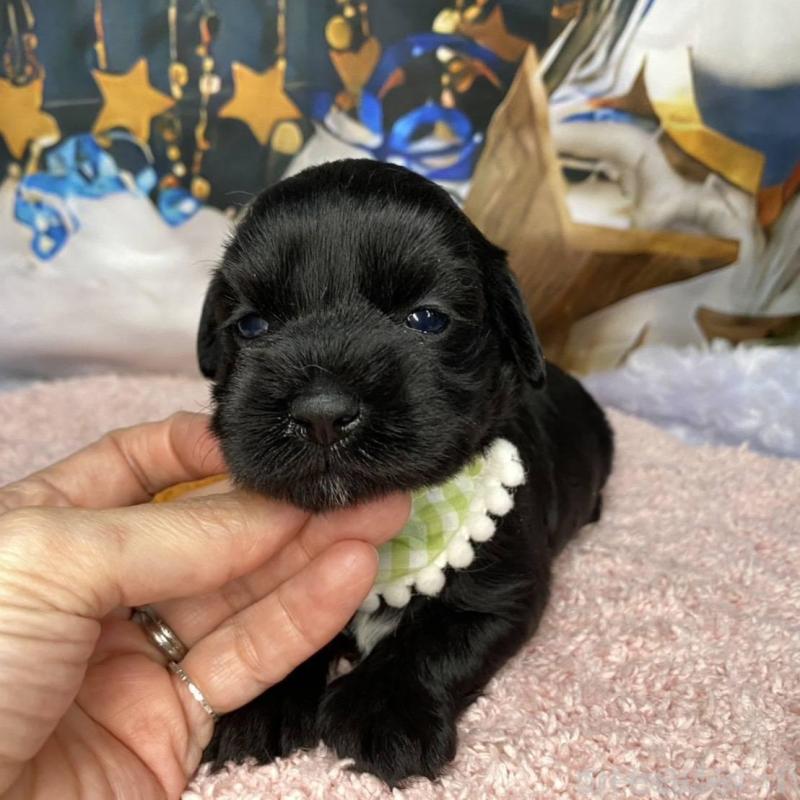 成約済の神奈川県のミックス犬-426524の7枚目