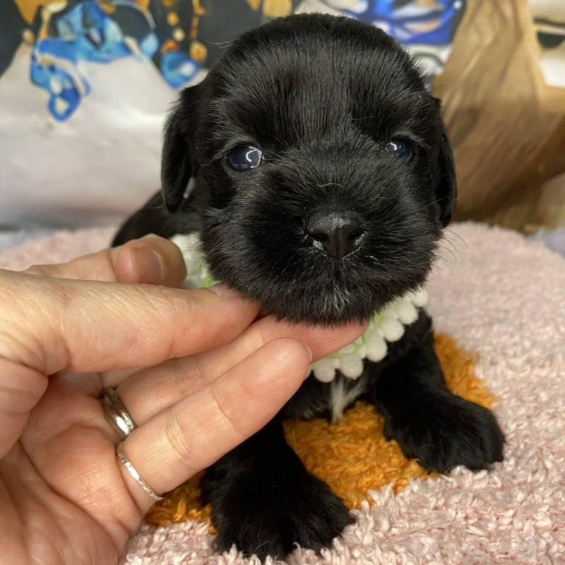 成約済の神奈川県のミックス犬-426524の6枚目