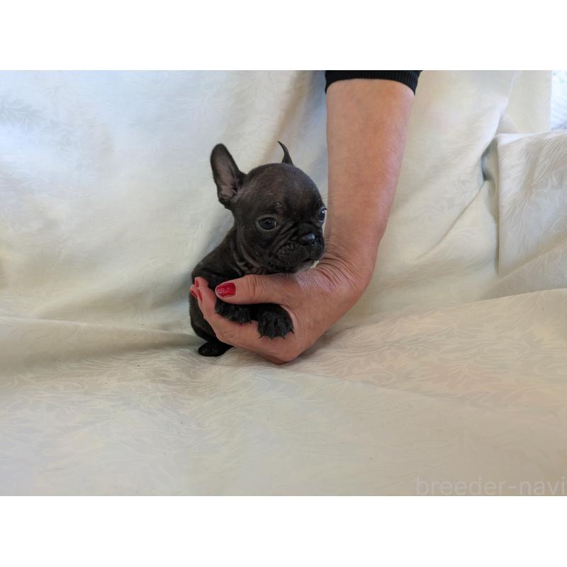 販売中の愛知県のフレンチブルドッグ-419396の7枚目