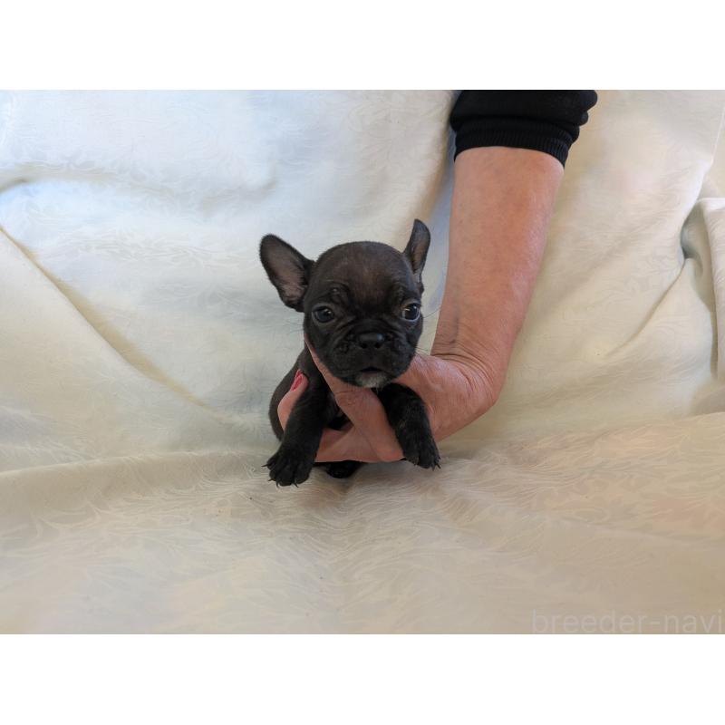 販売中の愛知県のフレンチブルドッグ-419396の6枚目