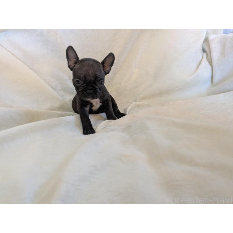 販売中の愛知県のフレンチブルドッグ-419396の5枚目