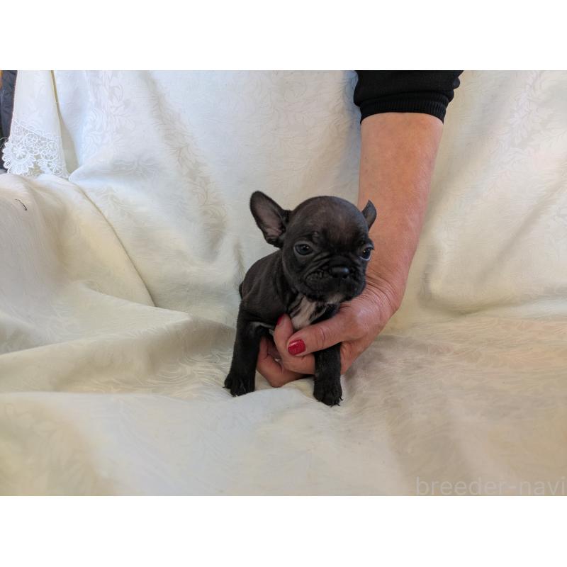 販売中の愛知県のフレンチブルドッグ-419396の4枚目