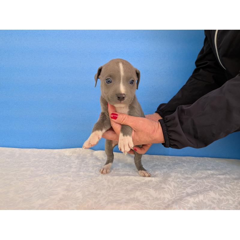 販売中の愛知県のアメリカンブリー-419405の4枚目