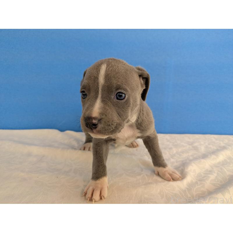 販売中の愛知県のアメリカンブリー-419405の3枚目