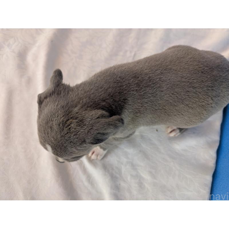 販売中の愛知県のアメリカンブリー-419405の2枚目