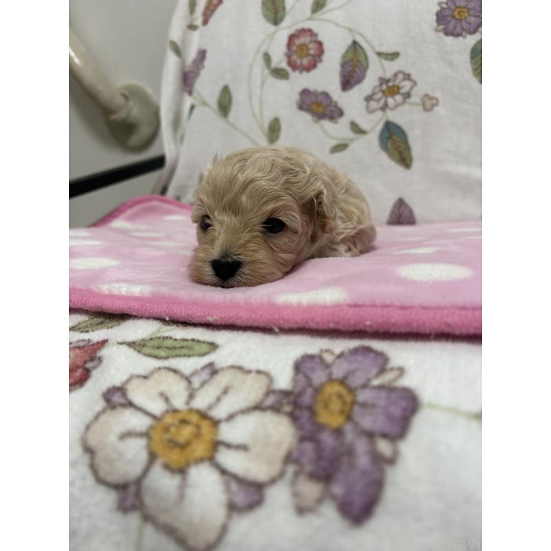 販売中の福岡県のミックス犬-426527の7枚目