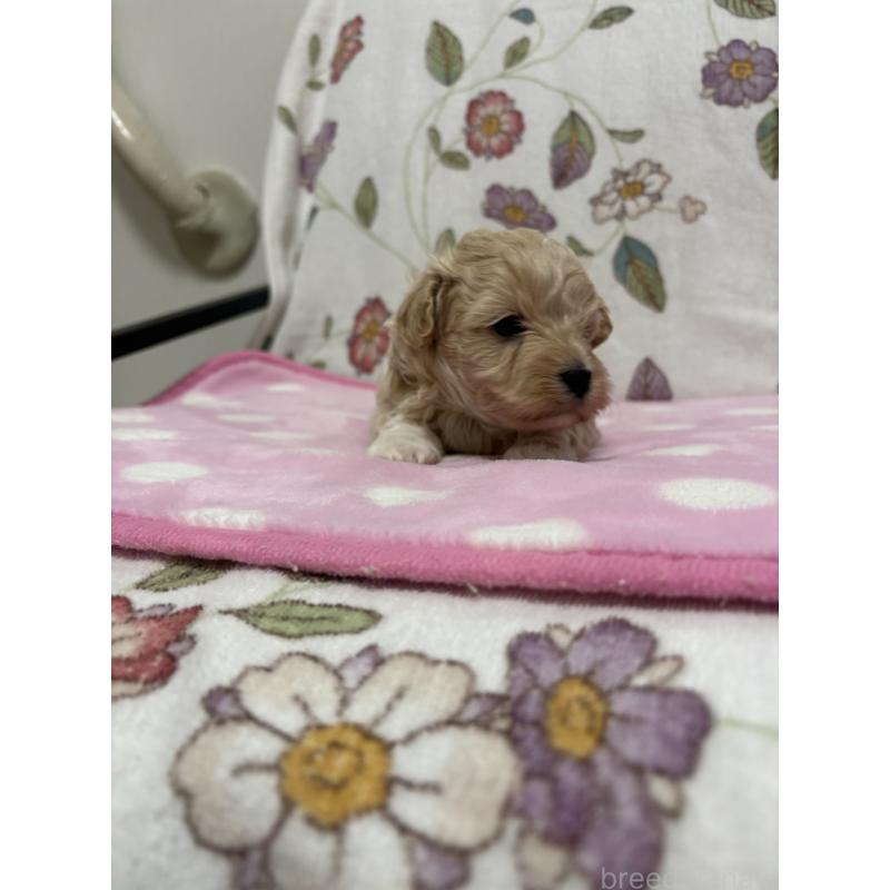 販売中の福岡県のミックス犬-426527の6枚目