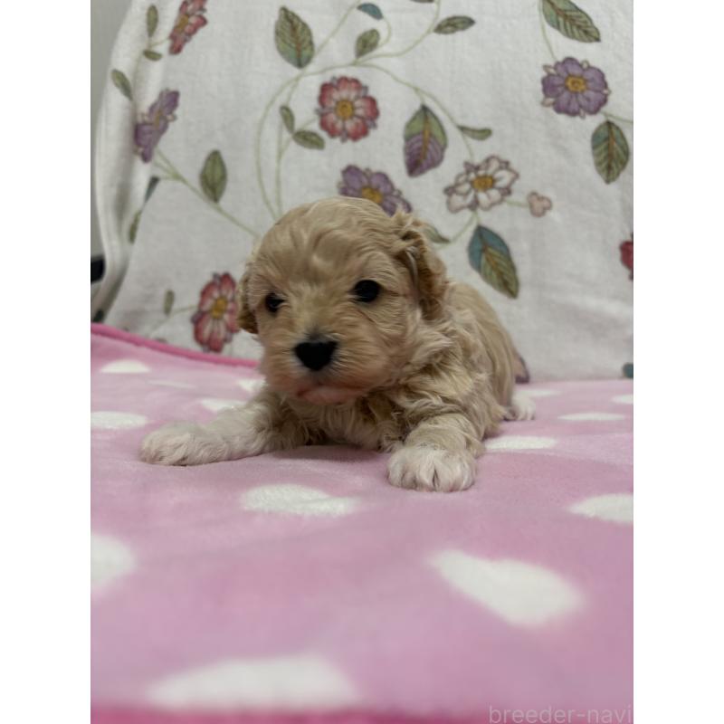 販売中の福岡県のミックス犬-426527の5枚目