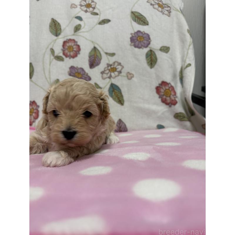 販売中の福岡県のミックス犬-426527の4枚目