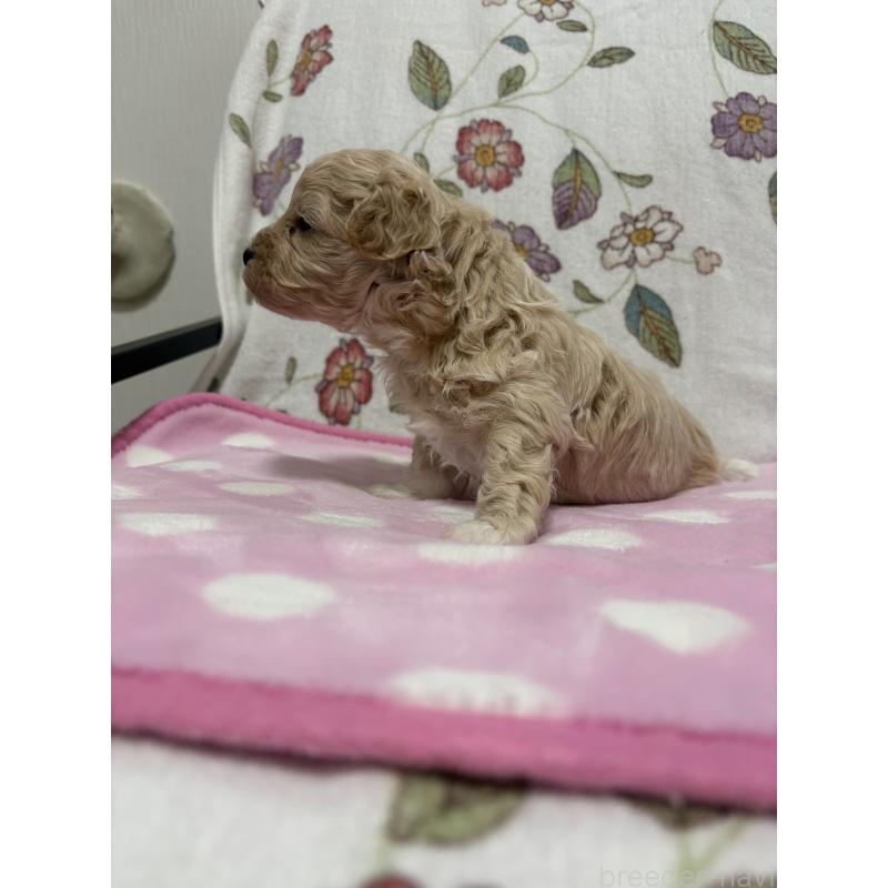 販売中の福岡県のミックス犬-426527の3枚目