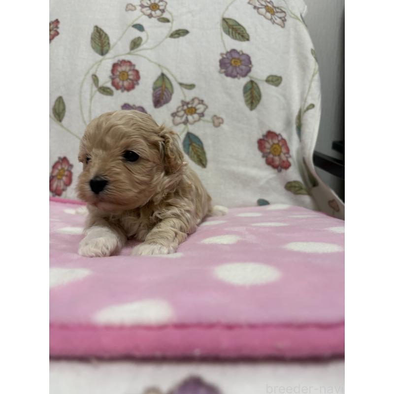 販売中の福岡県のミックス犬-426527の2枚目