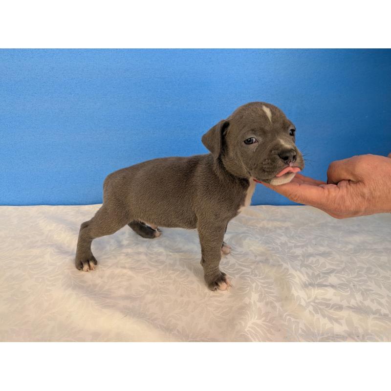 販売中の愛知県のアメリカンブリー-419404の5枚目