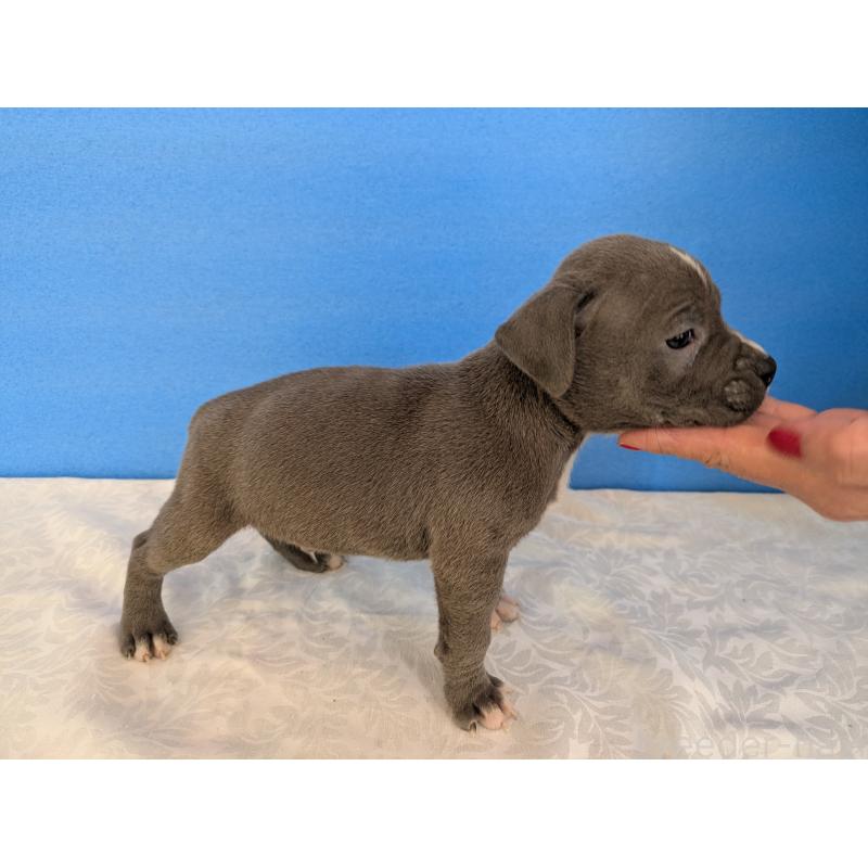 販売中の愛知県のアメリカンブリー-419404の4枚目