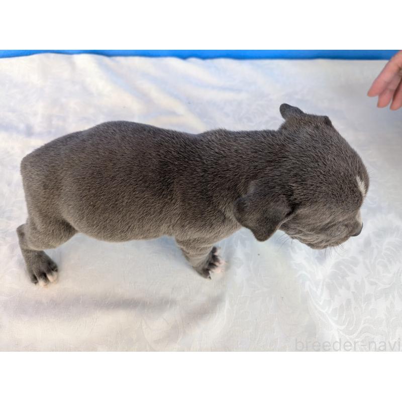 販売中の愛知県のアメリカンブリー-419404の3枚目