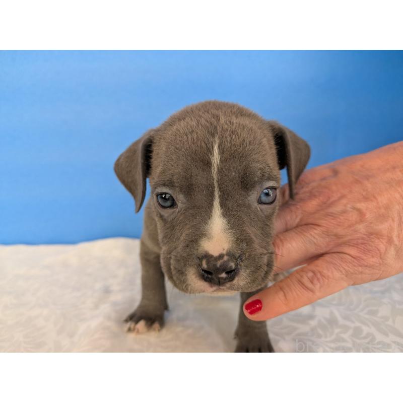 商談中の愛知県のアメリカンブリー-419402の7枚目