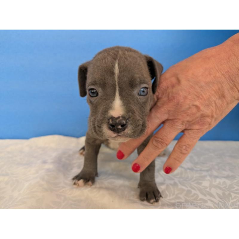 商談中の愛知県のアメリカンブリー-419402の6枚目