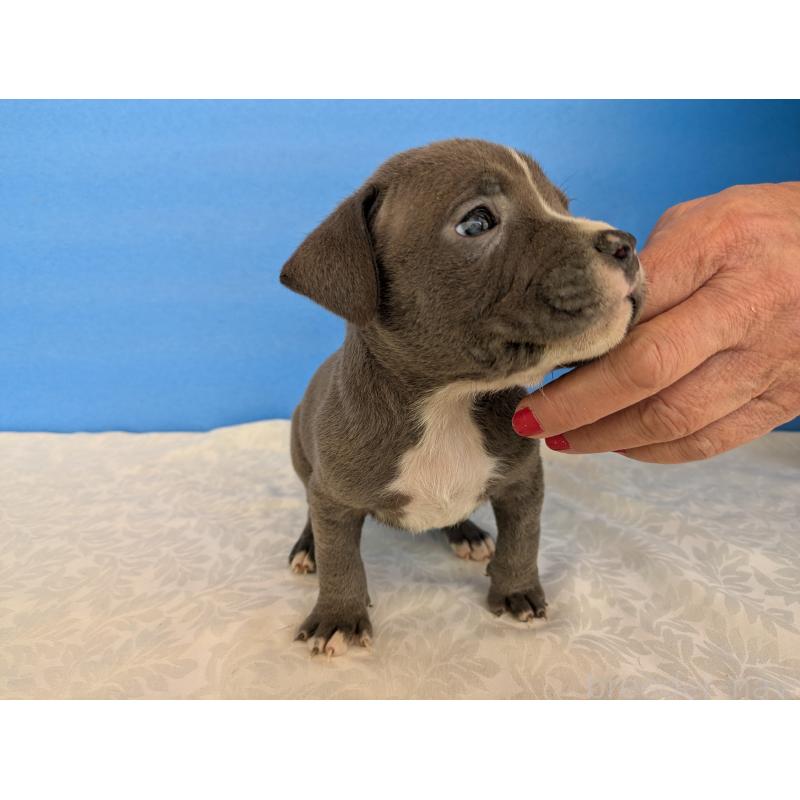 商談中の愛知県のアメリカンブリー-419402の5枚目