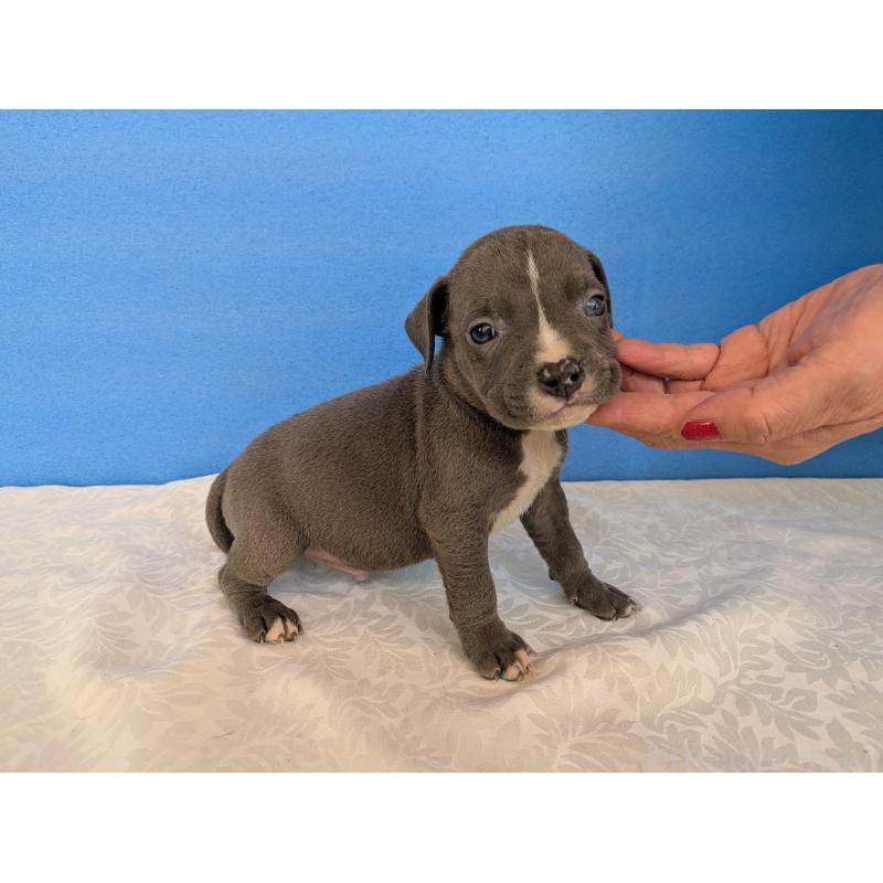 商談中の愛知県のアメリカンブリー-419402の4枚目