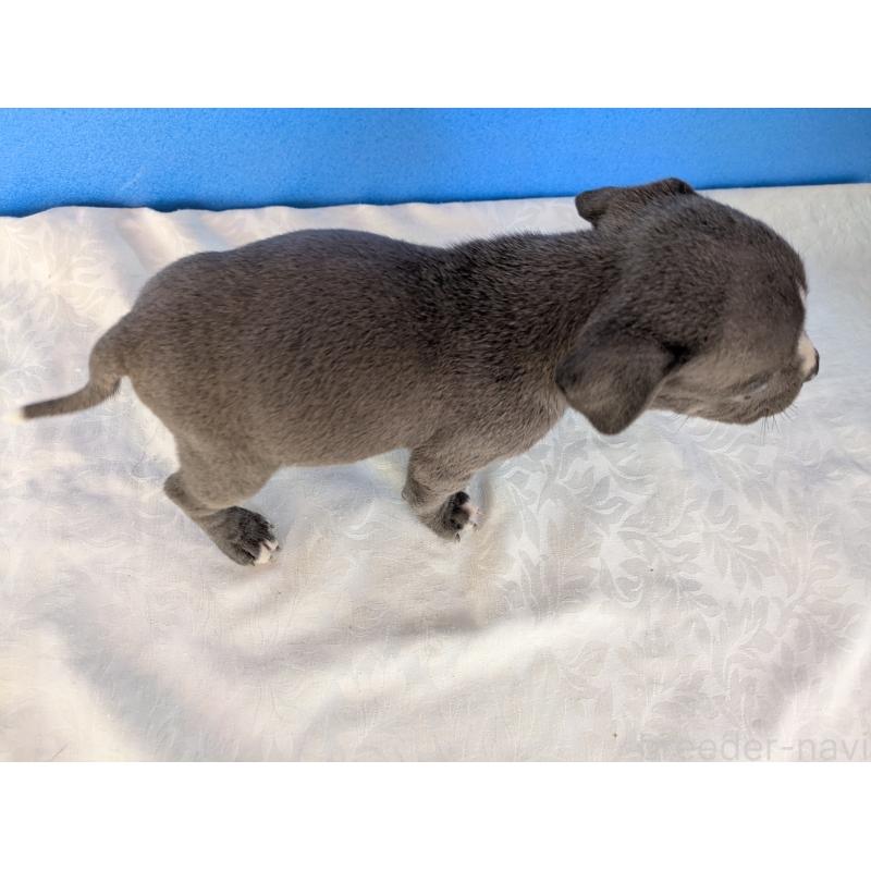 商談中の愛知県のアメリカンブリー-419402の3枚目