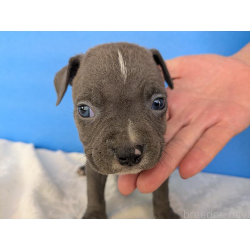 販売中の愛知県のアメリカンブリー-419403の5枚目