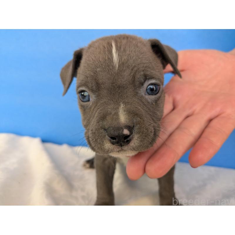 販売中の愛知県のアメリカンブリー-419403の4枚目