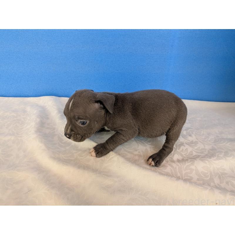 販売中の愛知県のアメリカンブリー-419403の3枚目