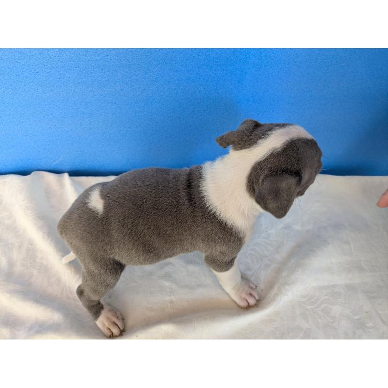 販売中の愛知県のアメリカンブリー-419410の4枚目