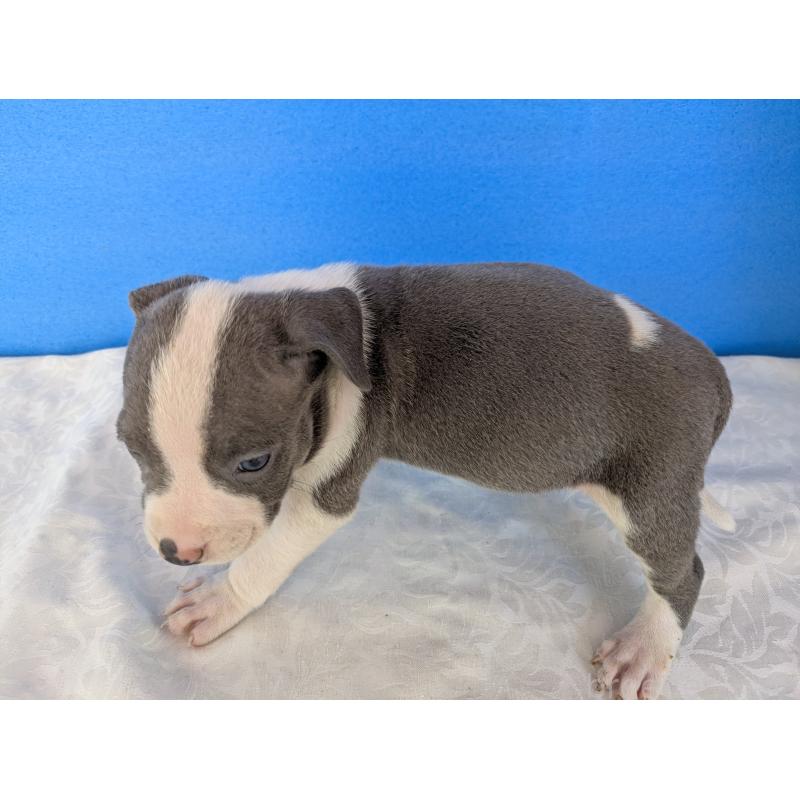 販売中の愛知県のアメリカンブリー-419410の3枚目