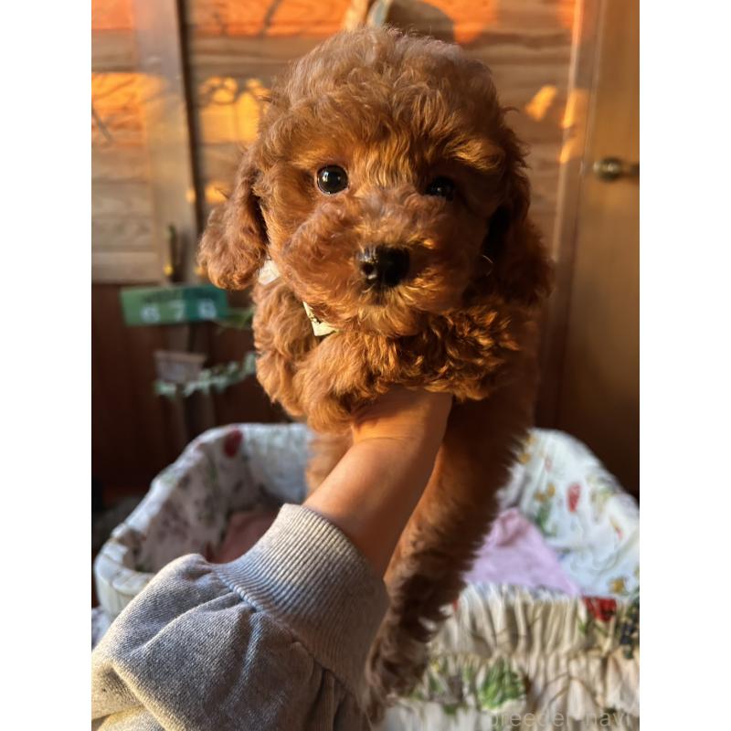 販売中の鹿児島県のトイプードル-426534