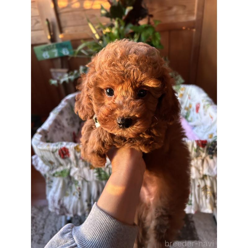 販売中の鹿児島県のトイプードル-426534の4枚目