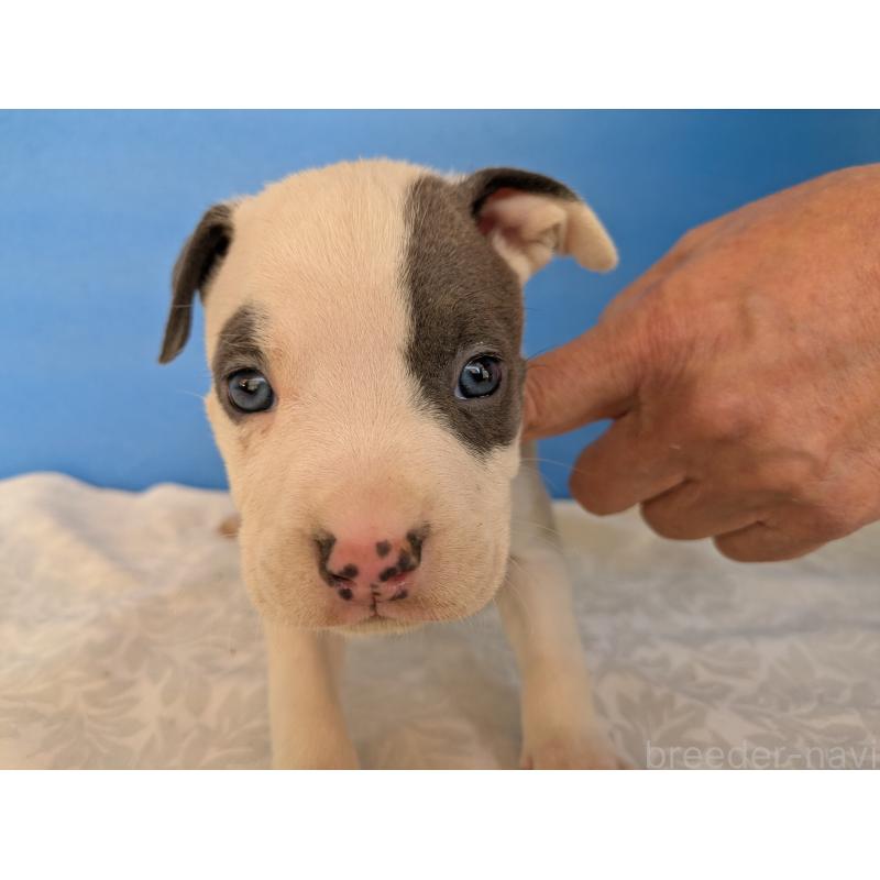 販売中の愛知県のアメリカンブリー-419411の7枚目