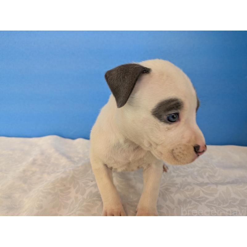 販売中の愛知県のアメリカンブリー-419411の6枚目