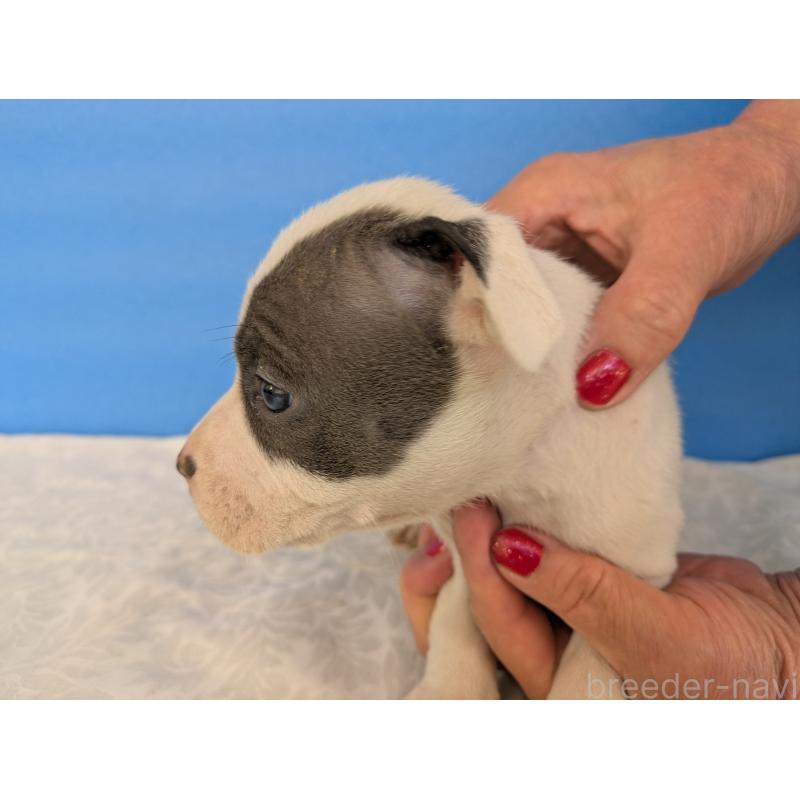 販売中の愛知県のアメリカンブリー-419411の5枚目