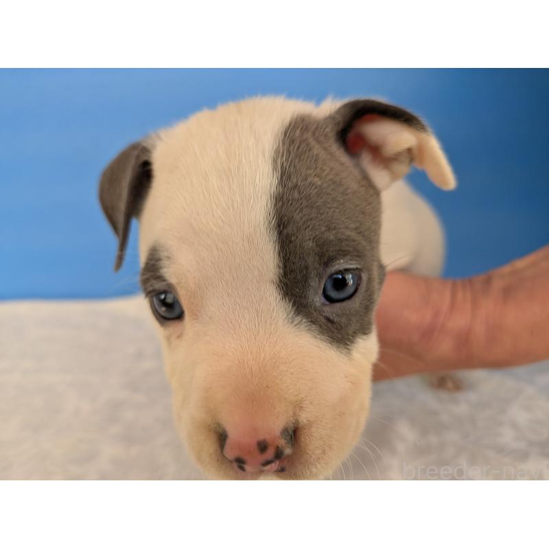 販売中の愛知県のアメリカンブリー-419411の4枚目