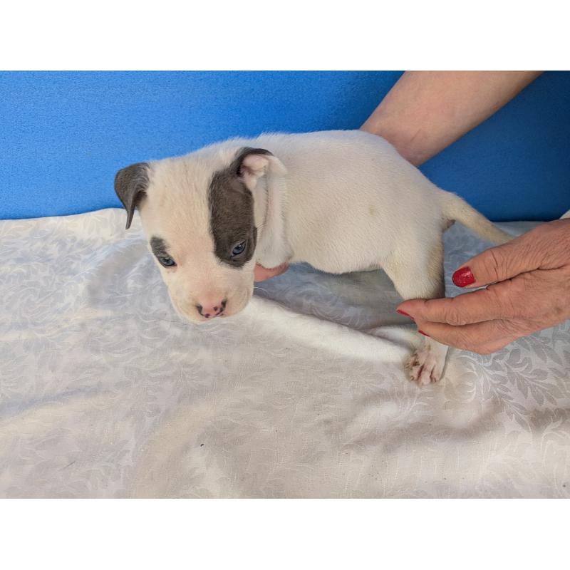 販売中の愛知県のアメリカンブリー-419411の3枚目