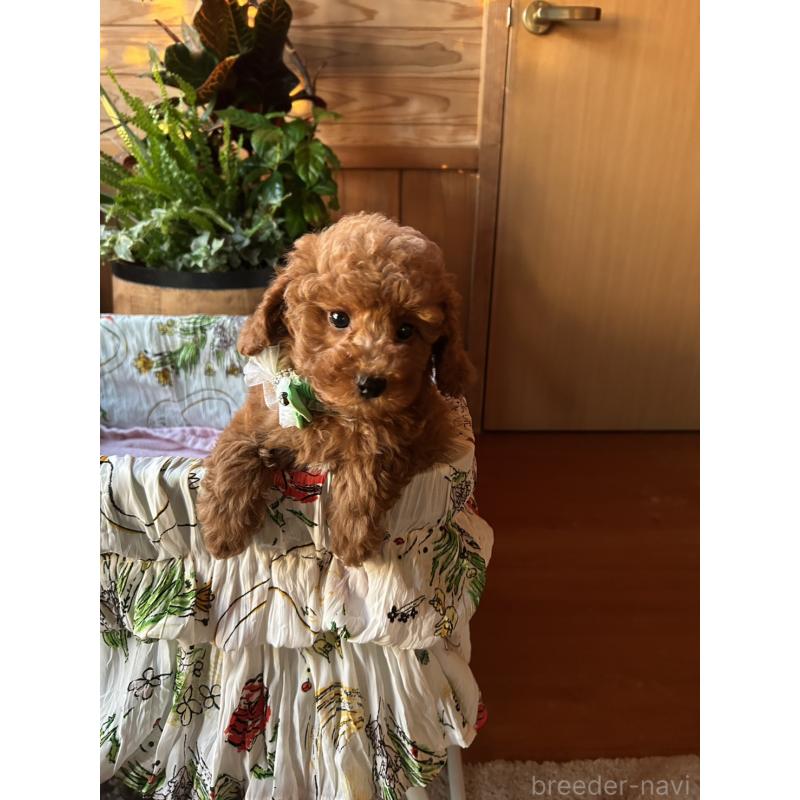 販売中の鹿児島県のトイプードル-426534の3枚目