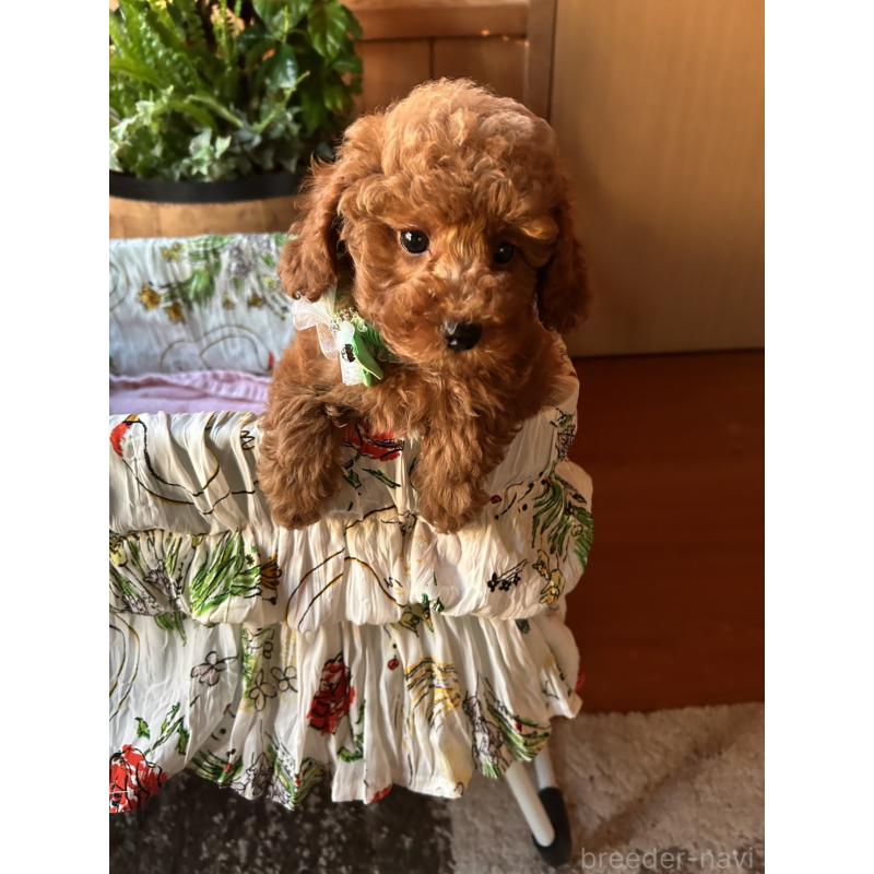 販売中の鹿児島県のトイプードル-426534の2枚目