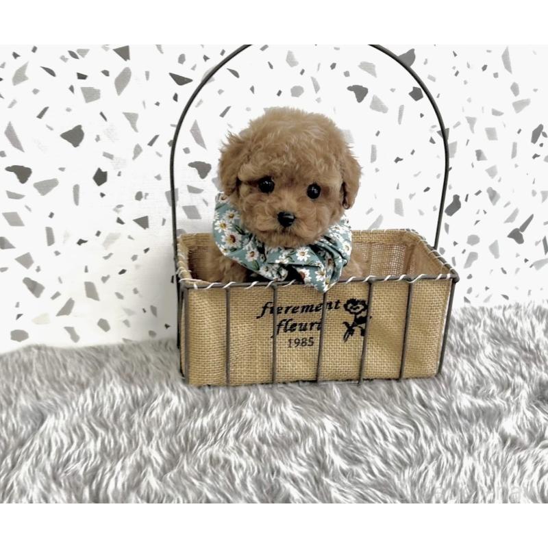 販売中の福岡県のタイニープードル-426535の4枚目