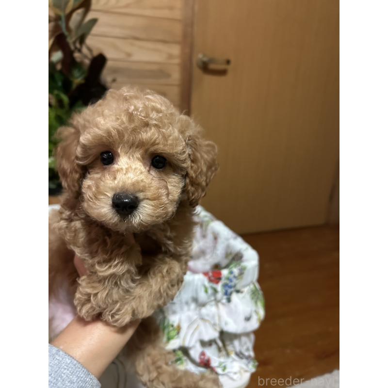 販売中の鹿児島県のトイプードル-426536の4枚目