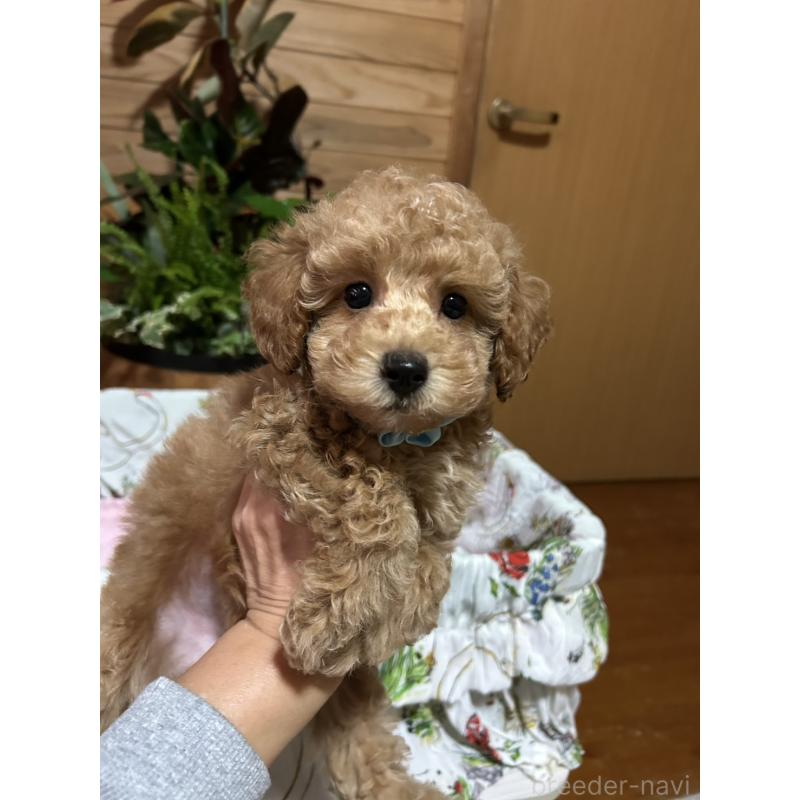 販売中の鹿児島県のトイプードル-426536の3枚目