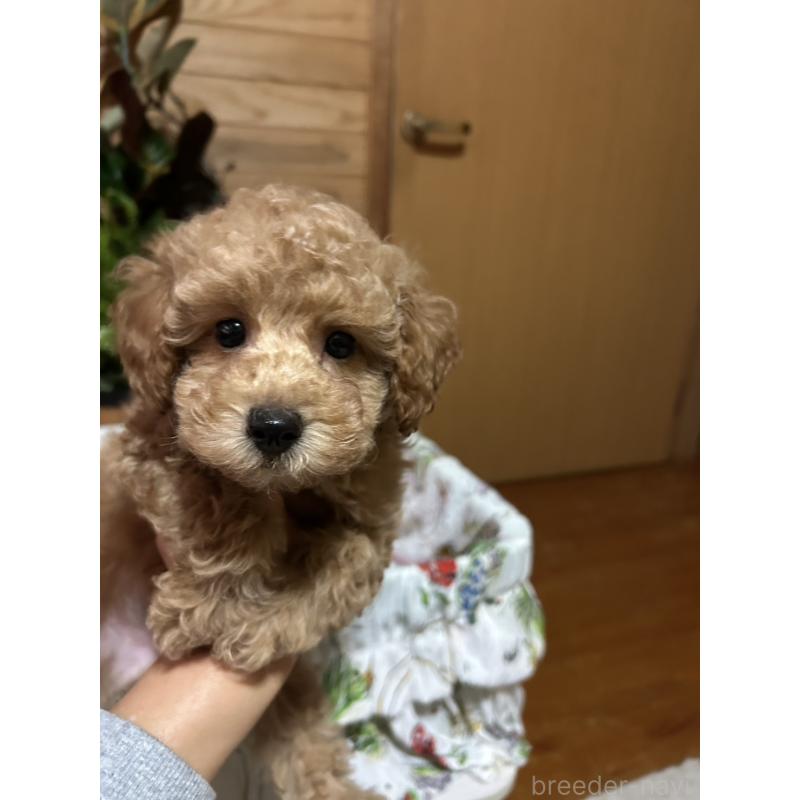 販売中の鹿児島県のトイプードル-426536の2枚目