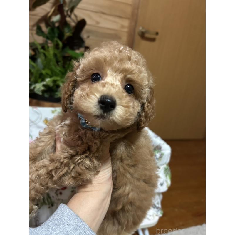 販売中の鹿児島県のトイプードル-426536の1枚目