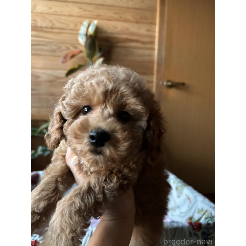 販売中の鹿児島県のトイプードル-426537の2枚目