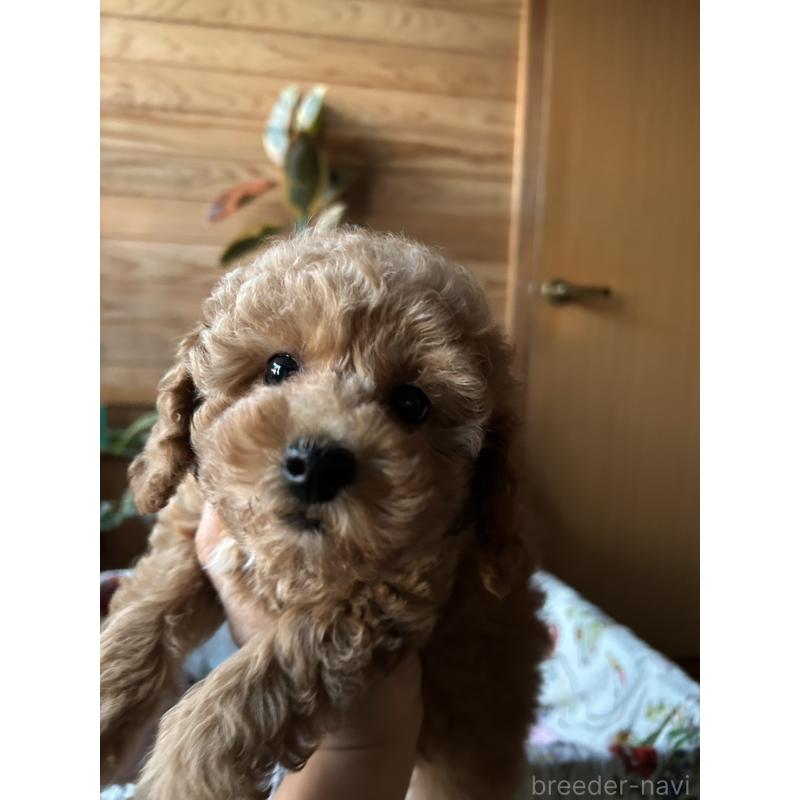 販売中の鹿児島県のトイプードル-426537