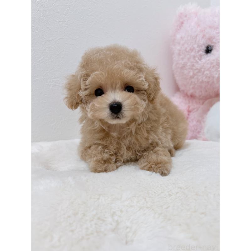 販売中の福岡県のティーカッププードル-426542の6枚目