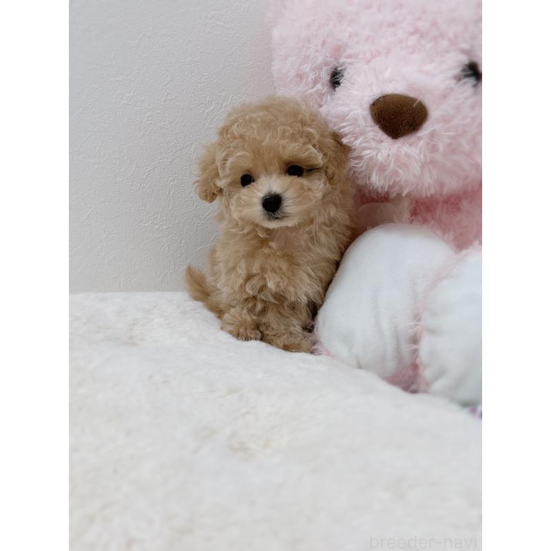 販売中の福岡県のティーカッププードル-426542の5枚目