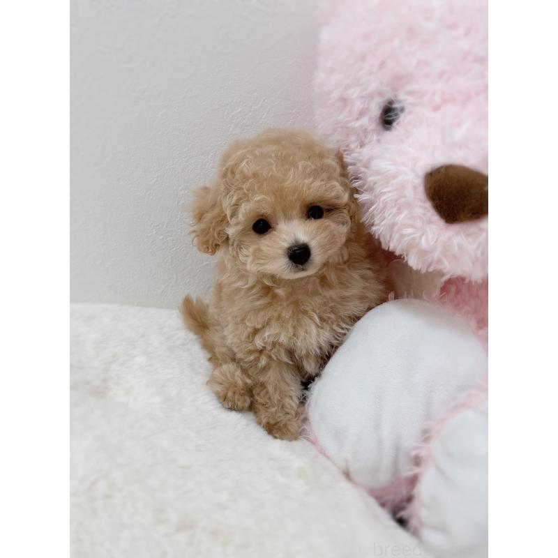 販売中の福岡県のティーカッププードル-426542の4枚目