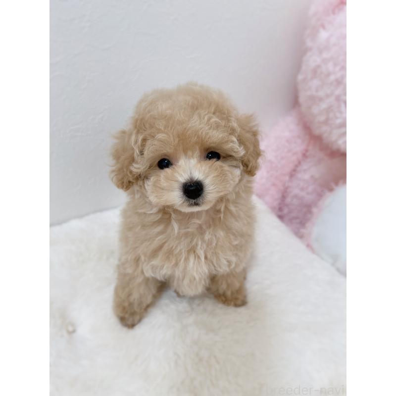 販売中の福岡県のティーカッププードル-426542の3枚目